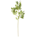 28 INCH PITTOSPORUM LEAF STEM