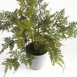 Plumosa Fern Drop-In 13"