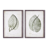 Cordate Leaf Study