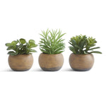 5.5 INCH SUCCULENTS IN ROUND POTS (3 STYLES)