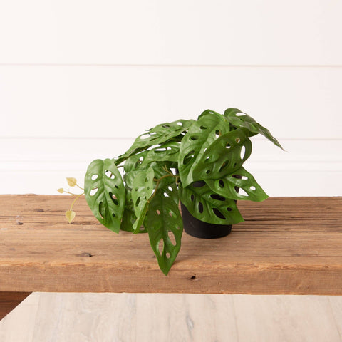 Potted strawberry Begonia plant