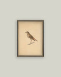 Bird Framed Antique Art