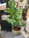 Fiddle leaf fig 4” potted