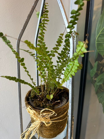 Potted fern 4”