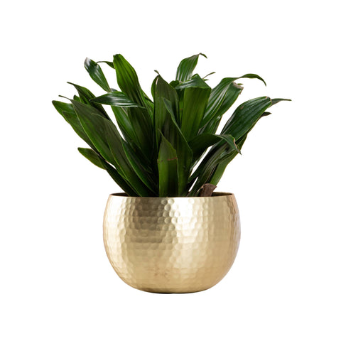 VIP Metal 5.5 in. Gold Round Hammered Pot