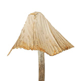 Abeline Mushroom Stem Garden Plant Stakes Metal