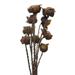 10 Pc Preserved Wild Rose w/Florescence Stem Drop-in Bouquet