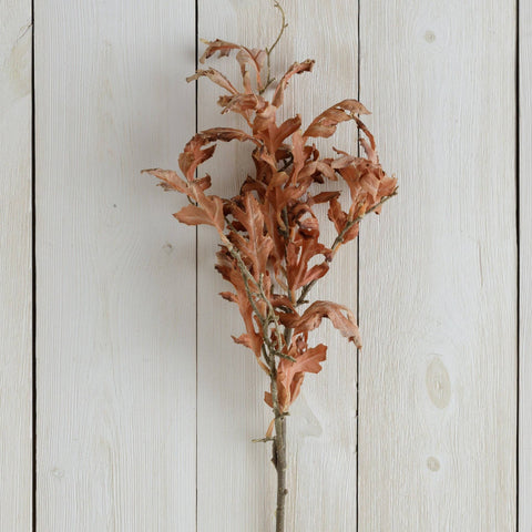 Branch - Dried Oak Leaves, Brown.