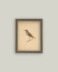 Bird Framed Antique Art