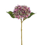 *SB* 18 Green and Purple Hydrangea Stem